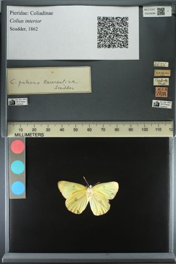 Media type: image;   Entomology 29299